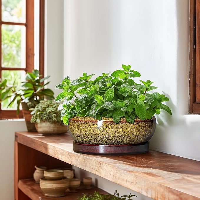 EPFamily Bonsai Pots Ceramic - 10 Inch Succulent Planters Indoor Outdoor, Shallow Planter with Drainage Hole and Saucer, Round Planter Bowl, Succulent Pots, House Decor, Gifts for Plant Lover, Yellow