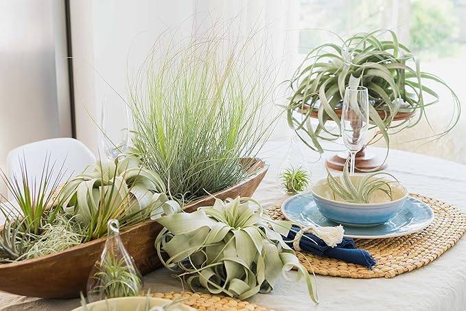 Air Plant Shop Tillandsia Curly Slim (T. Intermedia x T. Streptophylla) Air Plant - Succulents - Live Tillandsia - Easy Care Indoor and Outdoor House Plants (Pack of 1)