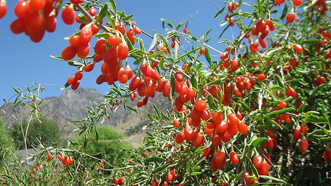 Goji Berry 50 Seeds - Lycium Chinense/Lycium Barbarum, Chinese Wolfberry Plant, Perennial Non GMO Super Fruit, Easy to Grow Goji Berries Seeds for Planting