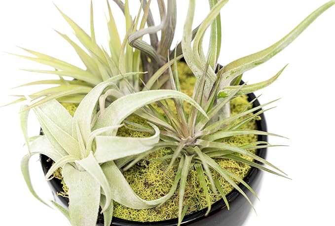 Air Plant Shop Large Assembled Air Plant Bowl Garden - Wholesale and Bulk - Succulents - Live Tillandsia - Easy Care Indoor and Outdoor House Plants (5 Assorted Air Plants)
