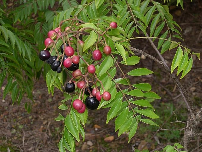 Curry Leaf Plant. Live Plant. Fragrant, Beautiful, Edible. Easy Grow. Indian Cooking Must Have. Murraya Koenigii. (2 Cups)