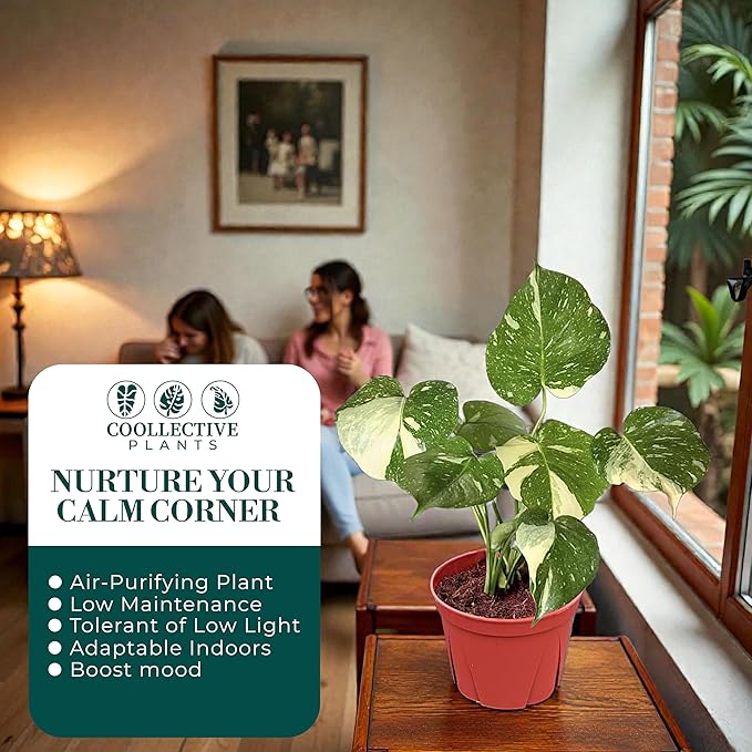 CoollectivePlants Monstera Thai Constellation - Live 6″ Variegated Houseplant in Growers Pot, Easy Care Indoor Plant, Thai Constellation Monstera Live Plant for Home or Office Décor