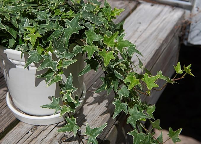 American Plant Exchange Variegated English Ivy – 6-Inch Pot – Live Easy Care Trailing Houseplant with Green & White Leaves for Hanging Baskets, Indoor Planters, Home & Office Décor
