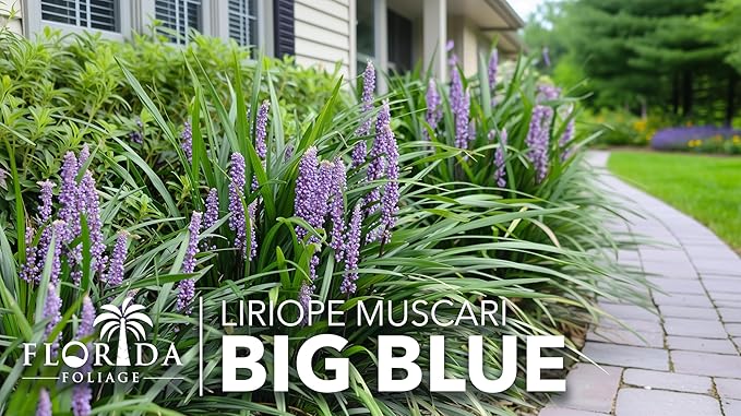 Liriope Big Blue | 3 Live Plants | Liriope muscari | Lavender Blue Flowers | Evergreen Ground Cover for Shade | Landscape Borders for Walkways and Beds