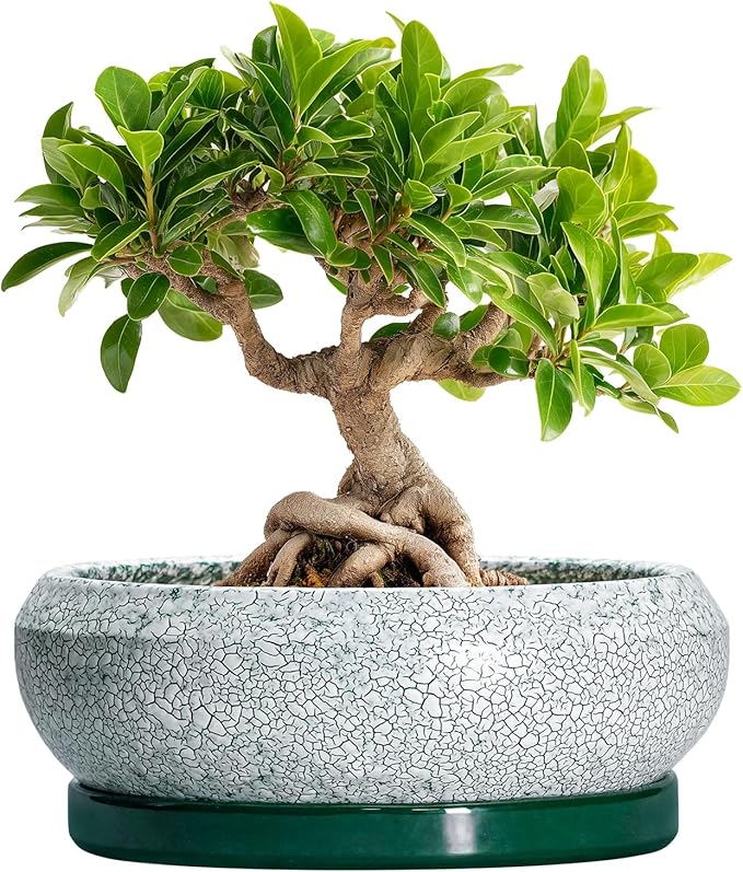 EPFamily Bonsai Tree Pots - 8 Inch Ceramic Succulent Pot with Drainage Hole and Tray, Bonsai Pots, Shallow Planters for Indoor Outdoor, Round Planter Bowl, House Decor, Gifts for Plant Lovers, Green