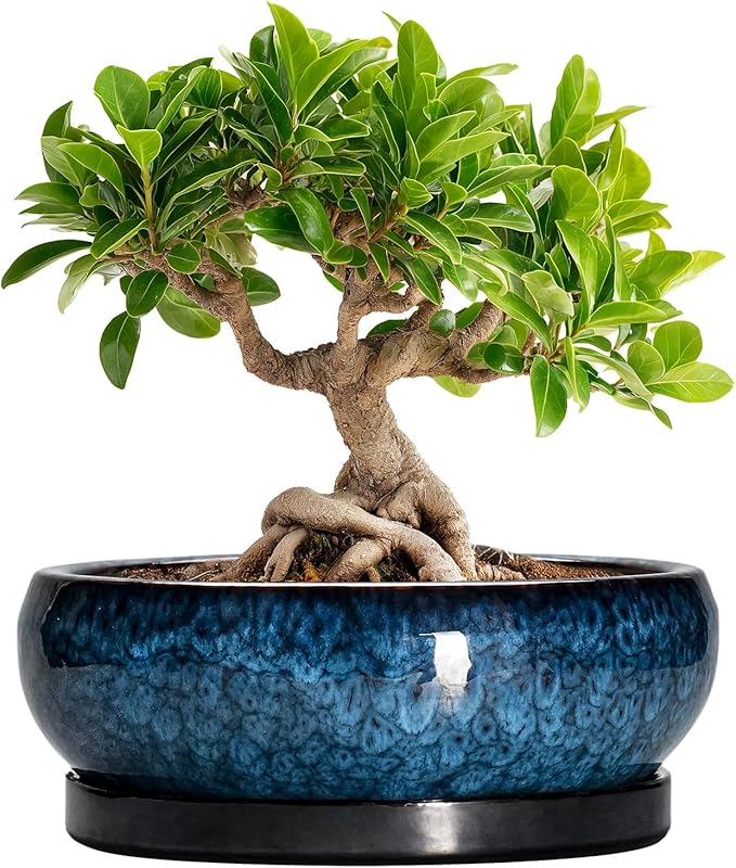 EPFamily Bonsai Pots 8 Inch - Ceramic Succulent Planter for Indoor Outdoor, Round Bonsai Planter with Drainage Hole and Saucer, Shallow Ceramic Planters Bowl, Patio Decor, Housewarming Gift, Blue