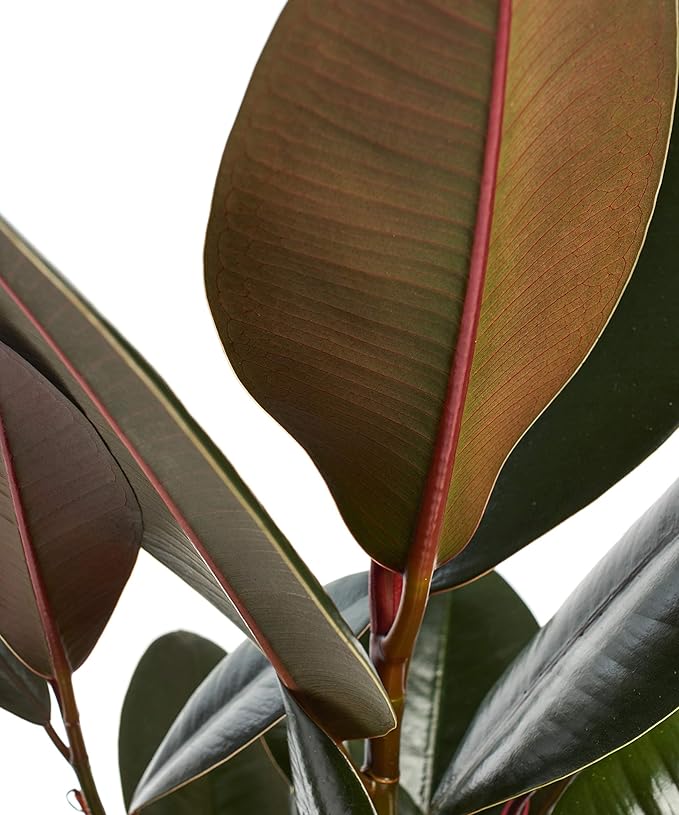 Shop Succulents Ficus Burgundy Rubber Tree, Live Indoor Floor Plant, Trendy Living Room or Office Decor, Tropical Houseplant Potted in Soil with Grower Pot, Garden and New Home Gift, 6 Inch Pot