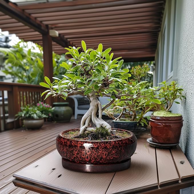 EPFamily Bonsai Pots with Drainage Hole - 13 Inch Ceramic Succulent Pots, Large Succulent Planter with Saucer, Shallow Planter Indoor Outdoor, Round Planter Bowl, Apartment Decor, Garden Gifts, Red