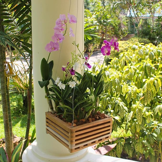 Orchid Basket Making Kit for 3 Strong 12 Inches Wide Hanging Orchid Baskets for Outdoors with Hangers, for Orchids, Staghorn Ferns, Handmade Rustic Wood Vanda Baskets, Staghorn Fern Mount
