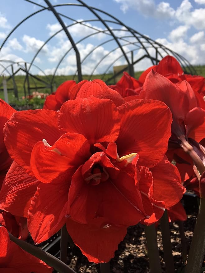 Double Dragon Amaryllis Bulb - Double Blooming Amaryllis, Easy to Grow Bulbs