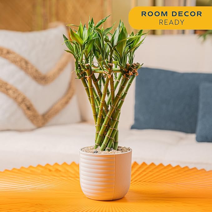 Costa Farms Lucky Bamboo Live Plant in Decorative Pot, Easy to Maintain Indoor Houseplant, Perfect for Home, Room, or Office Decor, Great House Warming or Birthday Gift, 12-15 Inches Tall