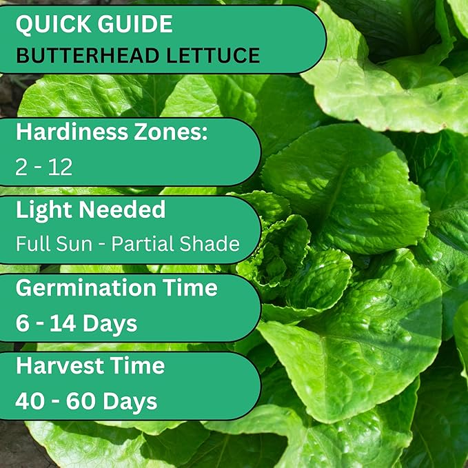 All Year Round Butterhead Lettuce Seeds for Planting - Over 2,700 Heirloom Non-GMO Seed Pack for Indoors & Outdoors - Beginner-Friendly Green Leaf Lettuce Seed | Woods Creek Seeds