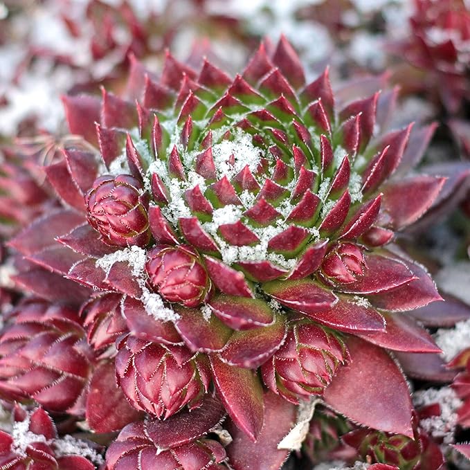 Mountain Crest Gardens Sempervivum Succulent Variety Pack - 6 Hardy Live Rosette Plants, No Repeats, Rooted in 2 Inch Pots - for Rock Gardens, Containers, DIY Displays