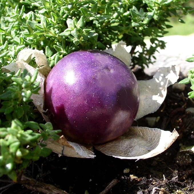 Seeds Purple Cape Gooseberry Goldenberry Groung Cherry Physalis Non GMO Vegetable for Planting