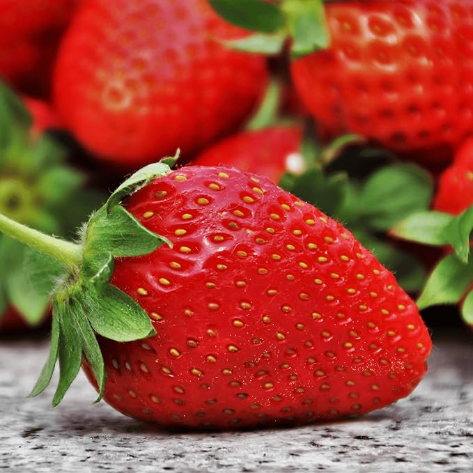 San Andreas Everbearing Bare Root Strawberry Plants - Large Strawberries, Produces Great in Cold and Hot Climates - from Hand Picked Nursery (5)