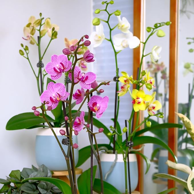 Premium White Live Orchid Plant Blooming in 3.5" Blue & White Orchid Pot, Live Plants, Houseplant Gifts, Approx. 16" Tall, Pet Friendly Houseplants, Phalaenopsis Moth Flower by Plants for Pets