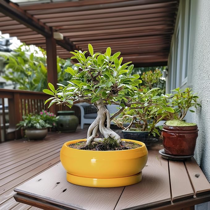 EPFamily Ceramic Bonsai Pots - 13 Inch Large Succulent Pots with Drainage Hole and Saucer, Bonsai Planter for Indoor Outdoor, Round Shallow Bowl Planter, Garden House Decor, Plant Lover Gifts, Yellow