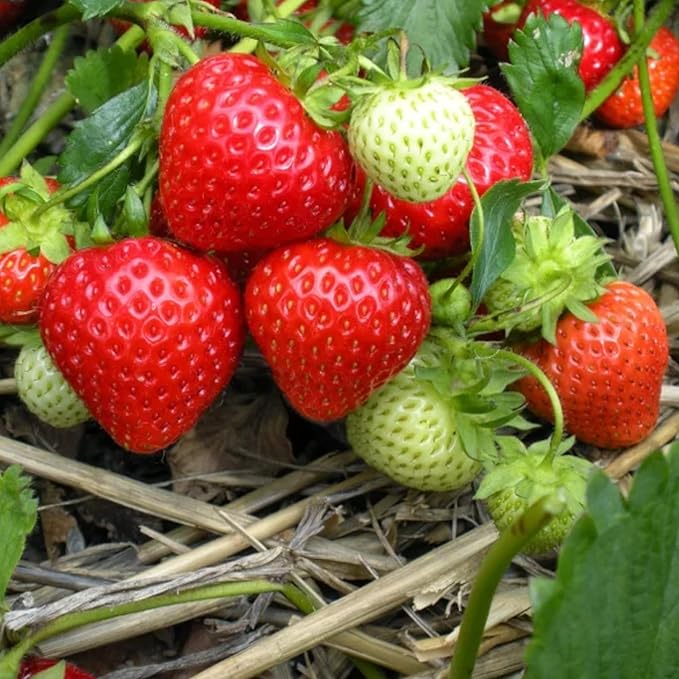 200 Strawberry Seeds – Sweet Red Garden Strawberry for Home Planting, Outdoor & Container Growing