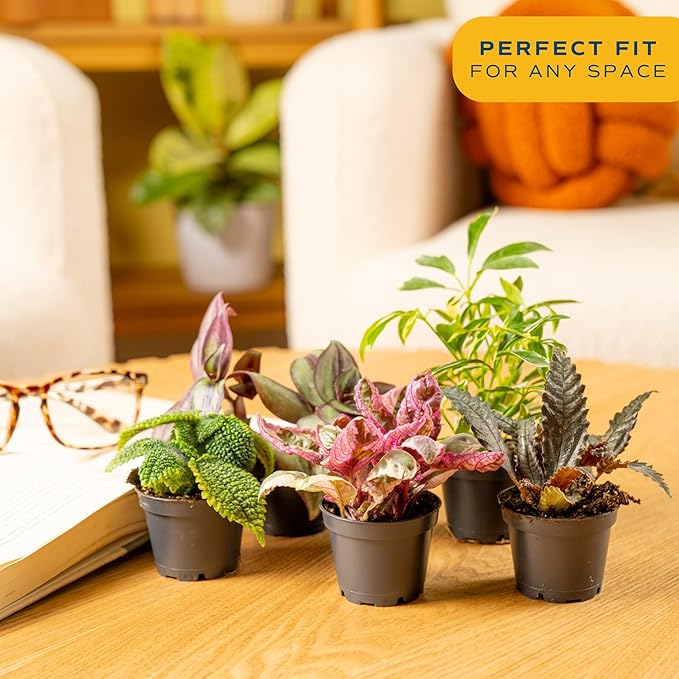 Costa Farms Live Plants (Pack of 12), Easy to Grow Live Indoor Houseplants in 2.5-Inch Plant Pots, Hand-Selected Varieties, Home and Room Decor