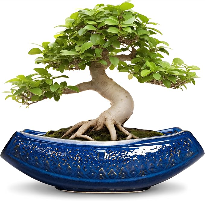 Teagas Bonsai Pots - 18 Inch Large Ceramic Succulent Pots for Indoor Outdoor, Bonsai Planter with Drainage Hole, Ceramic Flower Pot, Decorative Plant Pot, Gifts for Plant Lovers, Office Decor, Blue