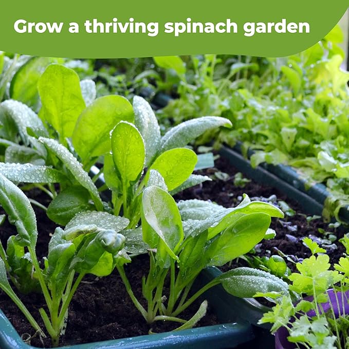 Spinach Leaf Mist Fertilizer by Perfect Plants | Liquid Plant Food Spray for Indoor and Outdoor Potted Vegetable Gardens | Balanced NPK Nutrients (8 fl oz)