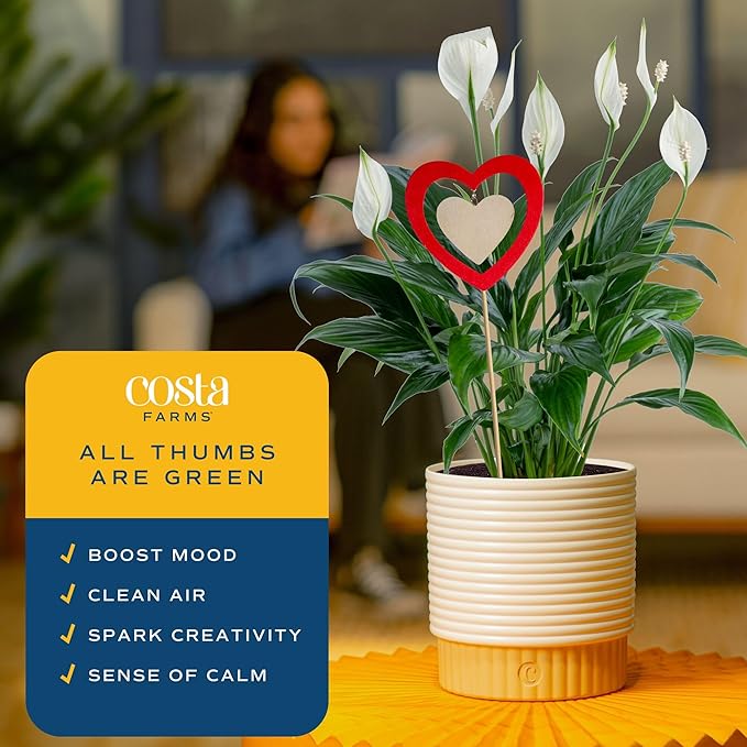 Costa Farms Peace Lily Live Plant in Decorative Pot, Air Purifying Flowering Indoor Houseplant, Perfect for Home, Room, or Office Decor, Great House Warming or Birthday Gift, 14-24 Inches Tall