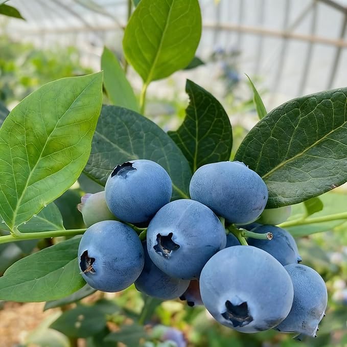 Blueberry Bush Seeds for Planting, 500+ Blueberry Fruit Seed, Non-GMO Fruit Seeds for Small Garden Border, Home Outdoor