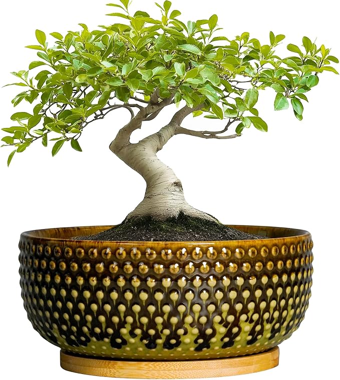 EPFamily Bonsai Pots 8 Inch - Ceramic Planter for Indoor Plants, Succulent Pots with Drainage Hole and Plant Tray, Modern Round Decorative Flower Planters, Home Decor, Brown & Green