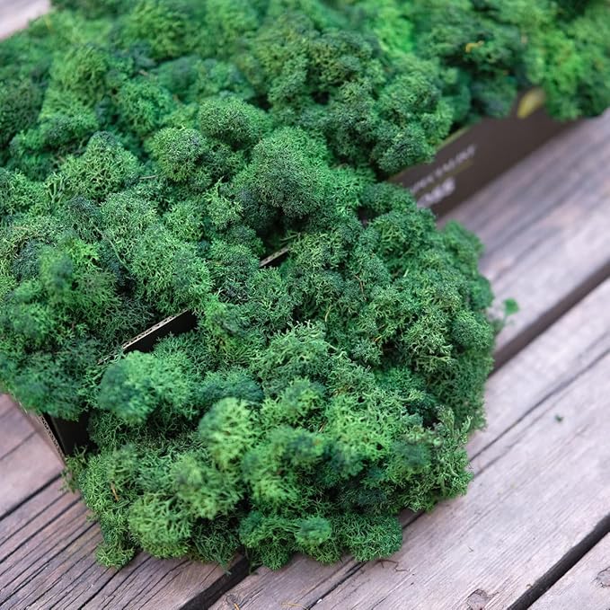 prefleur Preserved Reindeer Moss Natural Green DIY Kit Gardenning Art Wall Decor Florist Decor Easter Table Decor Wedding