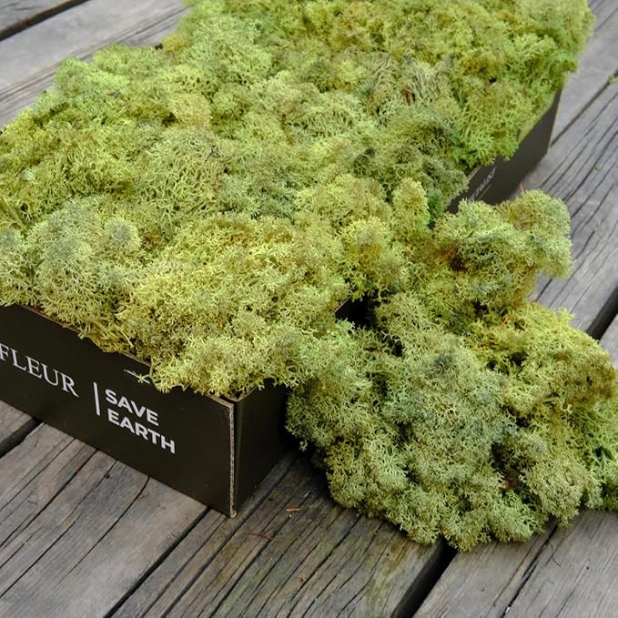 prefleur Preserved Reindeer Moss Natural Green DIY Kit Gardenning Art Wall Decor Florist Decor Easter Table Decor Wedding