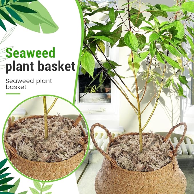 Large Wicker Plant Basket with Handle 10 Inch Woven Seagrass Belly Basket and Artificial Moss for House Plants Picnic Grocery Laundry Storage Home Decor(Large,Original,1 Pack)