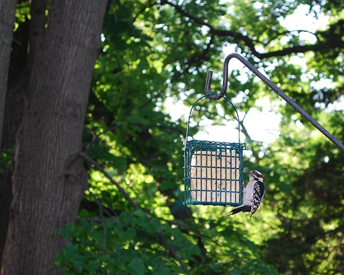 ST. ALBANS BAY SUET PLUS Suet Cake Variety Packs | 10 Berry Suet Cakes for Wild Birds 11 Oz. Each | (Berry, 10 Pack)