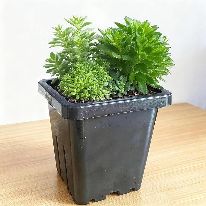 Gyfofix 2 Inch Square Plant Nursery Pots (Black+Clear),50Pcs Seedling Planter Seed Starter Pots,Sturdy Small Plastic Pots with Drainage Holes