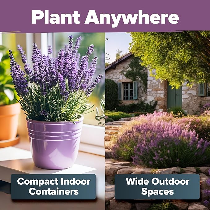 HOME GROWN Non GMO English Lavender Seeds 1,500+ Wildflower Seed for Planting Indoor/Outdoor, High Germination, Plant Flower Seeds (Lavandula antustifolia)