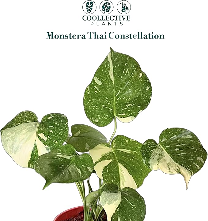 CoollectivePlants Monstera Thai Constellation - Live 6″ Variegated Houseplant in Growers Pot, Easy Care Indoor Plant, Thai Constellation Monstera Live Plant for Home or Office Décor