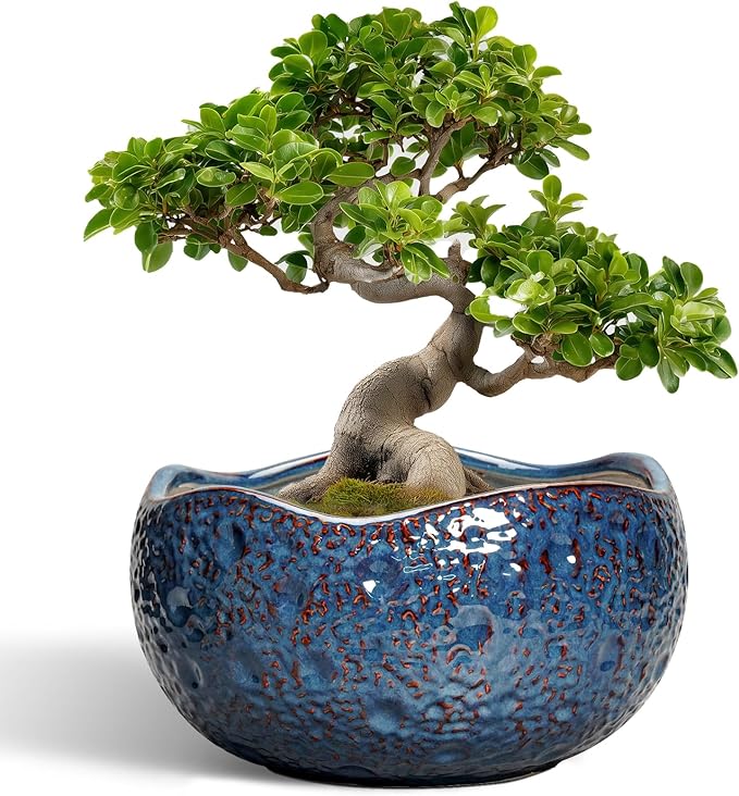 Thirtypot Bonsai Pots - 13 Inch Large Ceramic Planter for Indoor Outdoor, Round Decorative Plant Pots with Drainage Hole, Modern Unique Flower Pots, Patio Decor, Housewarming Gifts, Retro Blue