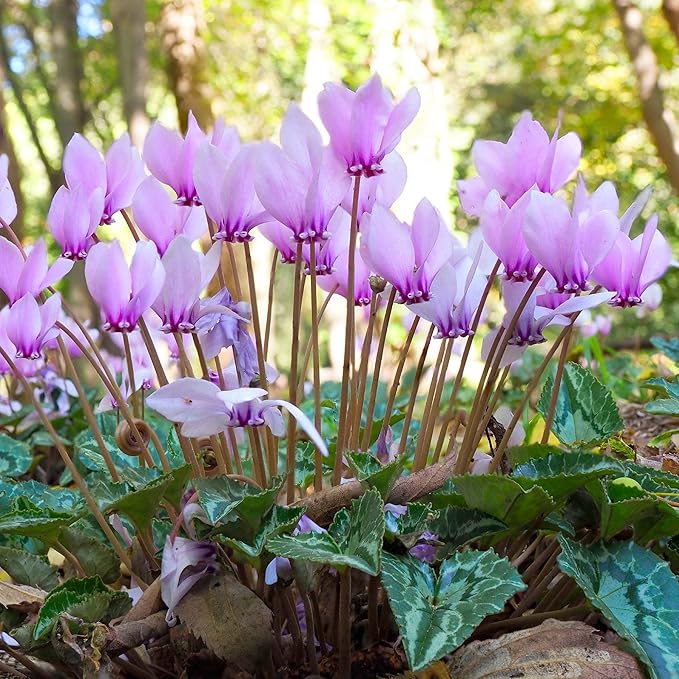 Easy to Grow Cyclamen Ivy-Leaved 'Hederifolium' Plant Bulbs (3 Pack) - Lavender Purple-Pink Flowers Winter to Spring Gardens Indoor Outdoor