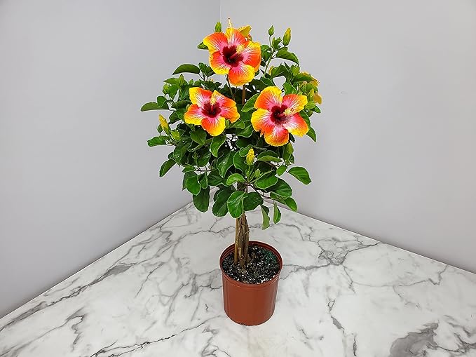 Live Hibiscus Tree Braided Fiesta - Overall Height 34" to 38" - Tropical Plants of Florida (Plant in Growers Planter)
