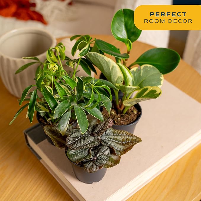Costa Farms Live Plants (Pack of 12), Easy to Grow Live Indoor Houseplants in 2.5-Inch Plant Pots, Hand-Selected Varieties, Home and Room Decor