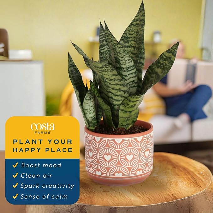 Costa Farms Snake Plant, Small Live Plant in Decorative Pot, Easy to Maintain, Air Purifying Succulent Indoor Houseplant, Assorted Variety, Home, Room, or Office Décor, 8-12 Inches Tall