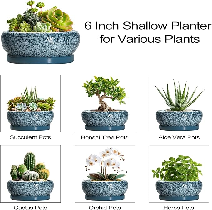 EPFamily Succulent Pots 6 Inch - Ceramic Bonsai Pots with Drainage Hole and Saucer, Shallow Planters for Indoor Outdoor, Small Bonsai Pot, Round Planter Bowl, Porch Room Decor, Plant Lover Gift, Blue