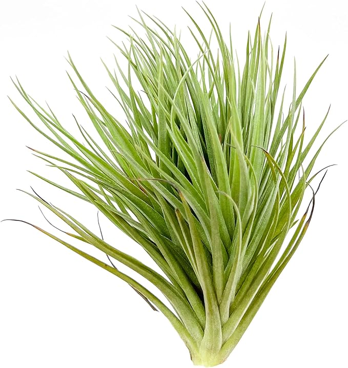 Air Plants - Flowering Tillandsia Rose BAER, Large 5" - 1ct - Live Arrival Guaranteed - House Plants for Home Decor & Gift