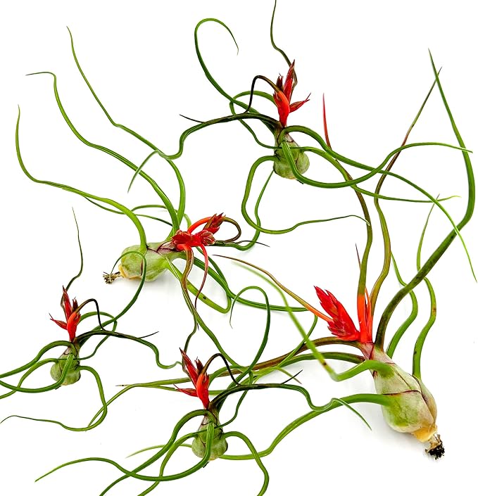ragnaroc Air Plants - Flowering Tillandsia Bulbosa Belize, Giant 7-9" - 5ct - Live Arrival Guaranteed - House Plants for Home Decor & Gift