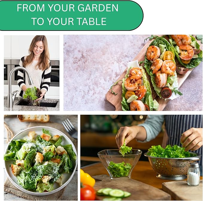 Summer Bibb Heirloom Lettuce Seeds for Planting - Over 2,700 Non-GMO Seed Pack for Growing Indoors, Outdoors, or as Hydroponic Seeds - Beginner-Friendly Green Leaf Lettuce Seed | Woods Creek Seeds