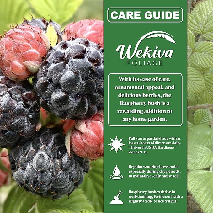 Mysore Raspberry Bush - 2 Live Starter Plants - Rubus - Edible Berry Bearing Bramble Shrub for Fruit Garden and Patio