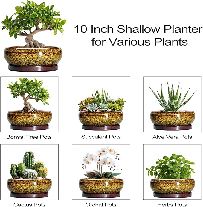 EPFamily Bonsai Pots Ceramic - 10 Inch Succulent Planters Indoor Outdoor, Shallow Planter with Drainage Hole and Saucer, Round Planter Bowl, Succulent Pots, House Decor, Gifts for Plant Lover, Yellow