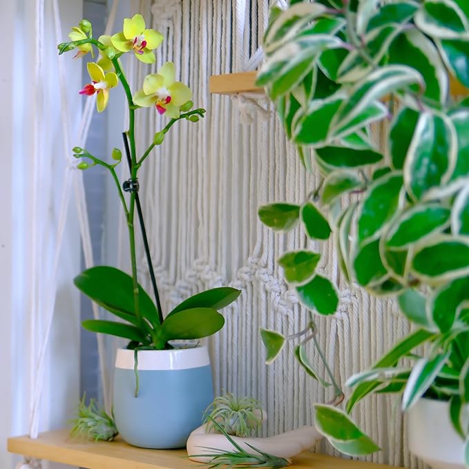 Premium Yellow Live Orchid Plant Blooming in 3.5" Blue & White Orchid Pot, Live Plants, Houseplant Gifts, Approx. 16" Tall, Pet Friendly Houseplants, Phalaenopsis Moth Flower by Plants for Pets
