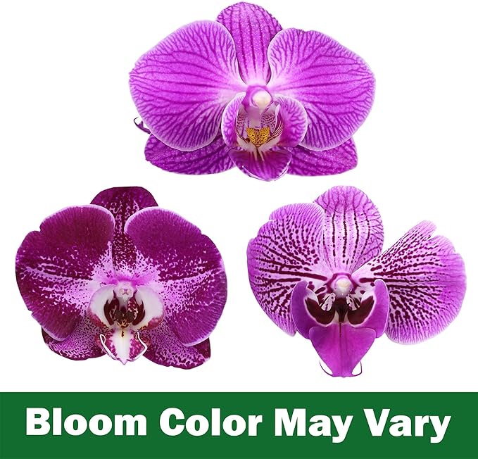 Large Purple Live Orchids Blooming in 5" Blue & White Orchid Pot, Pet Friendly Live Plant Gifts for Plant Lovers, Approx. 22"+ Tall, Real Houseplants, Phalaenopsis Moth Flowers by Plants for Pets