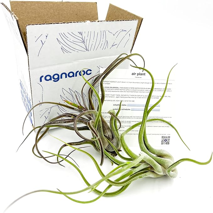 ragnaroc Air Plants - Flowering Tillandsia Caput Medusae, Large 5-7" - 2ct - Live Arrival Guaranteed - House Plants for Home Decor & Gift