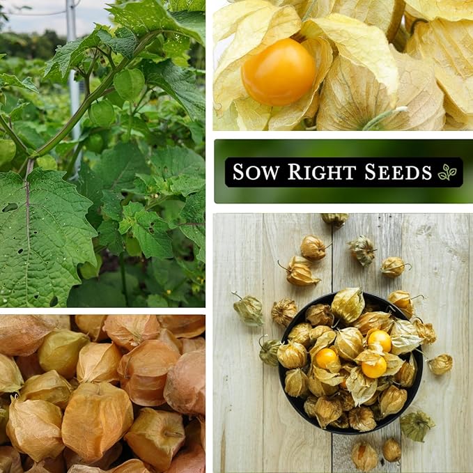 Sow Right Seeds - Ground Cherries Seeds for Planting - Non-GMO Heirloom Packet with Instructions to Plant an Outdoor Home Vegetable Garden - Mexican Husk Tomato - Endangered Variety (1)